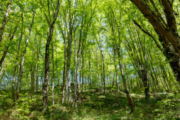 A forest with many trees and a clear blue sky