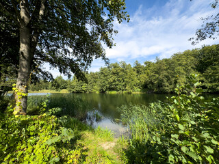 A serene lake surrounded by trees and grass