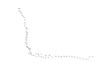 A flock of birds is flying in a line across a white background