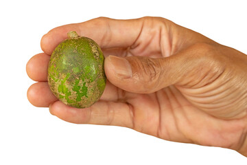 Green Ambarella Fruit Held by Hand Isolated on Transparent Background
