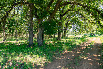 Green Woodland with Tall Trees and Forest Floor Vegetatio