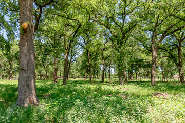 Peaceful Oak Tree Grove with Lush Green Grass