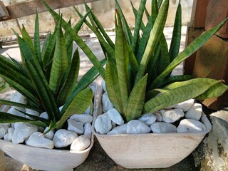 Sansevieria zeylanica or bowstring hemp is a snake plant, sturdy and hard, vividly green with gorgeous leaf stripes. It has the ability to purify the air around.