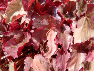 Heuchera. Blooming heuchera leaves in the garden.