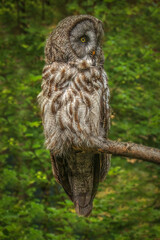 Majestic Great Gray Owl Perched on a Branch in a Lush Forest