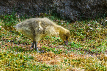 Beautiful yellow fluffy greylag goose baby gosling in spring, Anser anser