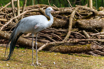 The Blue Crane, Grus paradisea, is an endangered bird
