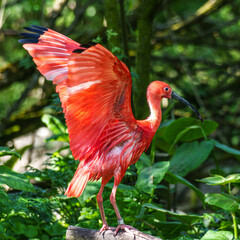 Naklejka premium The Scarlet ibis, Eudocimus ruber is a species of ibis in the bird family Threskiornithidae.