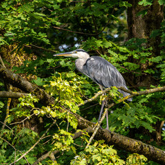 Grey heron, Ardea cinerea, sitting on a branch in a tree and looking around