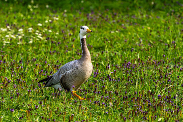The bar-headed goose, Anser indicus seen in English Garden in Munich