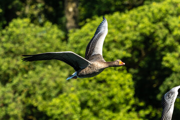 The flying greylag goose, Anser anser is a species of large goose