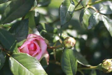pink rose on a green background
