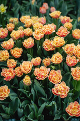 A vibrant mix of colorful tulips in full bloom, creating a stunning mosaic of red, yellow, pink, orange, and purple flowers basking in spring sunlight