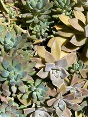 close up of a plant. 
succulents in a pot