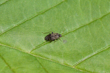 Small hairy plantbug on a leaf. Psallus perrisi or the similar Psallus wagneri. Tribe Phylini. Subfamily Orthotylinae. Family Miridae.