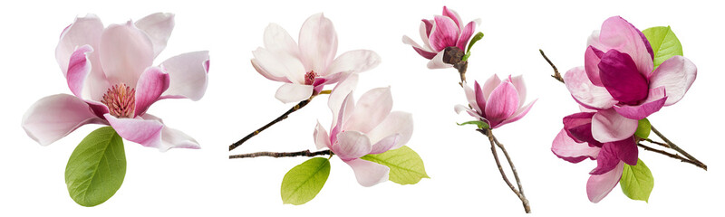 magnolia flower set, isolated on white background