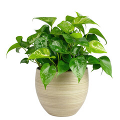 Golden Pothos Plant In Ceramic Pot, Indoor Houseplant For Clean Air And Decoration