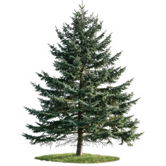 Pine Tree With Transparent Background For Easy Compositing