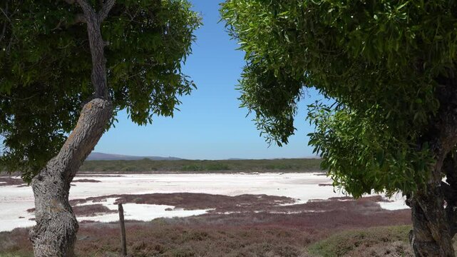 Salt lake with trees being blown by the wind