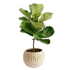 Fototapeta premium Fiddle Leaf Fig Plant In Ceramic Pot, Indoor Decoration