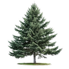 Fototapeta premium Beautiful Evergreen Tree With Needles And Branches