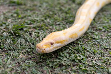 A stunning yellow Burmese python is sprawled across a vibrant green lawn, its sleek, golden scales gleaming under the sunlight. The intricate patterns on its body showcase the natural beauty