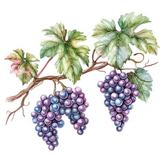 Watercolor grape illustration with leaves and vine for graphic design and decoration element art 100 on transparent background
