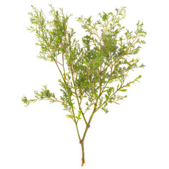 Obraz premium Green Acacia Branch With Small Leaves Isolated