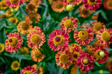 Helenium autumnale common sneezeweed in bloom, bunch of yellow flowering flowers, tall shrub