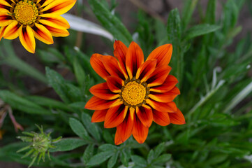 Gazania rigens splendens, treasure flower, talent mix, daybreak bronze in bloom, bright orange ornamental flowering plant