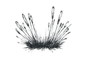 Black and white illustration of grass with seed heads. Vector retro hand drawn illustration