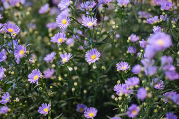 Floral macro with soft depth of field highlighting the texture and detail of a single ornamental allium bloom. Bright, colorful backdrop makes it ideal for use in design templates, seasonal graphics, 