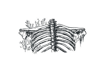 Hand-drawn ribcage and spine illustration with botanical elements. Vector retro hand drawn illustration