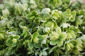 Floral macro with soft depth of field highlighting the texture and detail of a single ornamental allium bloom. Bright, colorful backdrop makes it ideal for use in design templates, seasonal graphics, 
