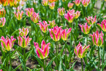 Top view of blooming virichic tulips in pink and green. Decorative floral pattern ideal for backgrounds, cards, and spring-themed designs.