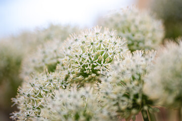 Floral macro with soft depth of field highlighting the texture and detail of a single ornamental allium bloom. Bright, colorful backdrop makes it ideal for use in design templates, seasonal graphics, 