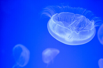 jellyfish