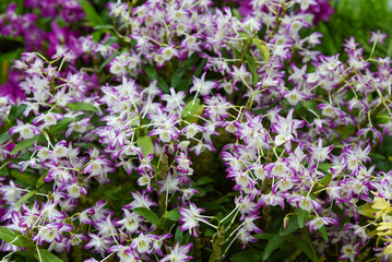 Dendrobium nobile orchid with pale lilac and white flowers, a species orchid from the Orchidaceae family
