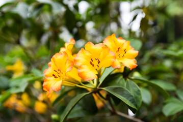 Vivid orange flowers of Rhododendron zoelleri in bloom, native to tropical regions, from the Ericaceae family, lush and ornamental garden plant.