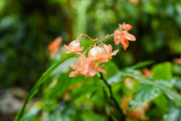 Begonia heracleifolia Orange with coral orange flowers and deeply lobed green leaves. Bright tropical plant blooming in closeup.