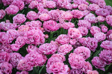 A vibrant mix of colorful tulips in full bloom, creating a stunning mosaic of red, yellow, pink, orange, and purple flowers basking in spring sunlight