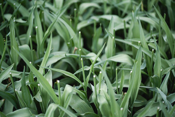 Floral macro with soft depth of field highlighting the texture and detail of a single ornamental allium bloom. Bright, colorful backdrop makes it ideal for use in design templates, seasonal graphics, 