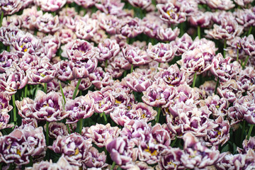 A vibrant mix of colorful tulips in full bloom, creating a stunning mosaic of red, yellow, pink, orange, and purple flowers basking in spring sunlight