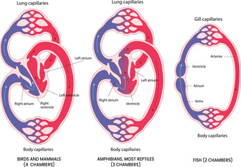 illustration of Vertebrate Cardiovascular Circulation diagram