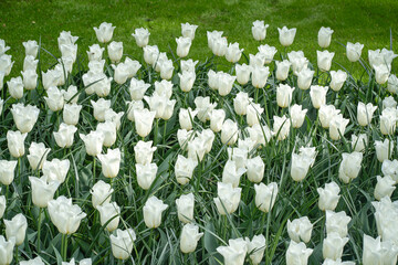 A vibrant mix of colorful tulips in full bloom, creating a stunning mosaic of red, yellow, pink, orange, and purple flowers basking in spring sunlight