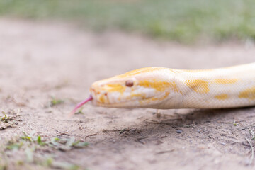 A stunning yellow Burmese python is sprawled across a vibrant green lawn, its sleek, golden scales gleaming under the sunlight. The intricate patterns on its body showcase the natural beauty