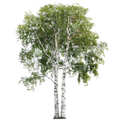 Majestic Birch Tree With Green Foliage For Architectural And Landscaping Visualizations
