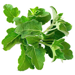 Green Plant Sprig - Fresh Leafs And Fluffy Texture For Natural Designs