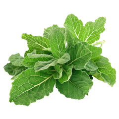 Fresh Green Collard Greens Plant With Transparent Background
