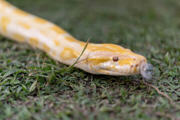A stunning yellow Burmese python is sprawled across a vibrant green lawn, its sleek, golden scales gleaming under the sunlight. The intricate patterns on its body showcase the natural beauty